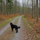 Con Wicky-Emily en el bosque otra vez (Mit Wicky-Emily wieder mal im Wald)