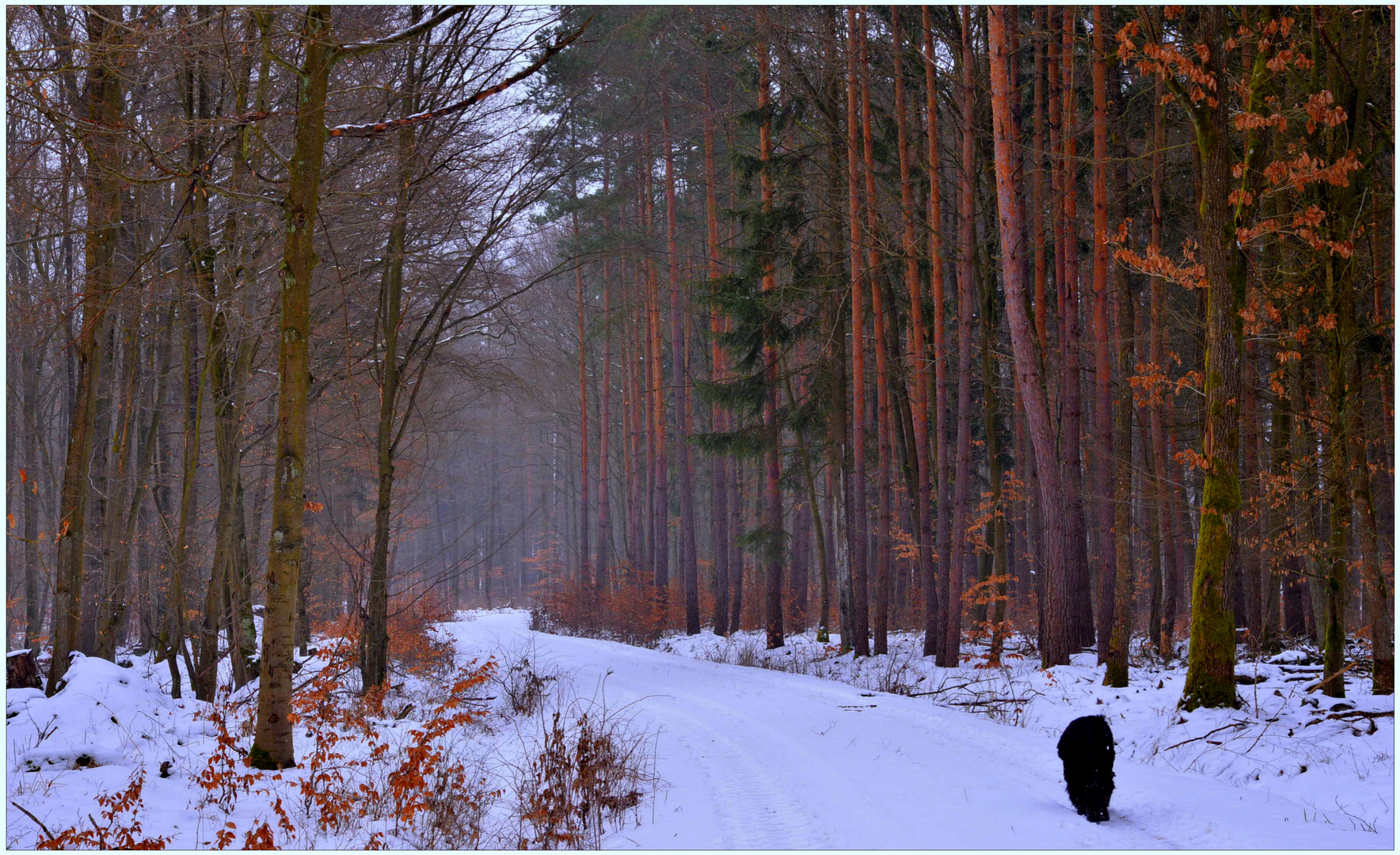 Con Wicky-Emily en el bosque otra vez (Mit Wicky-Emily wieder mal im Wald)