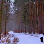 Con Wicky-Emily en el bosque otra vez (Mit Wicky-Emily wieder mal im Wald)