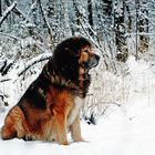 Conan the Tibetan Mastiff