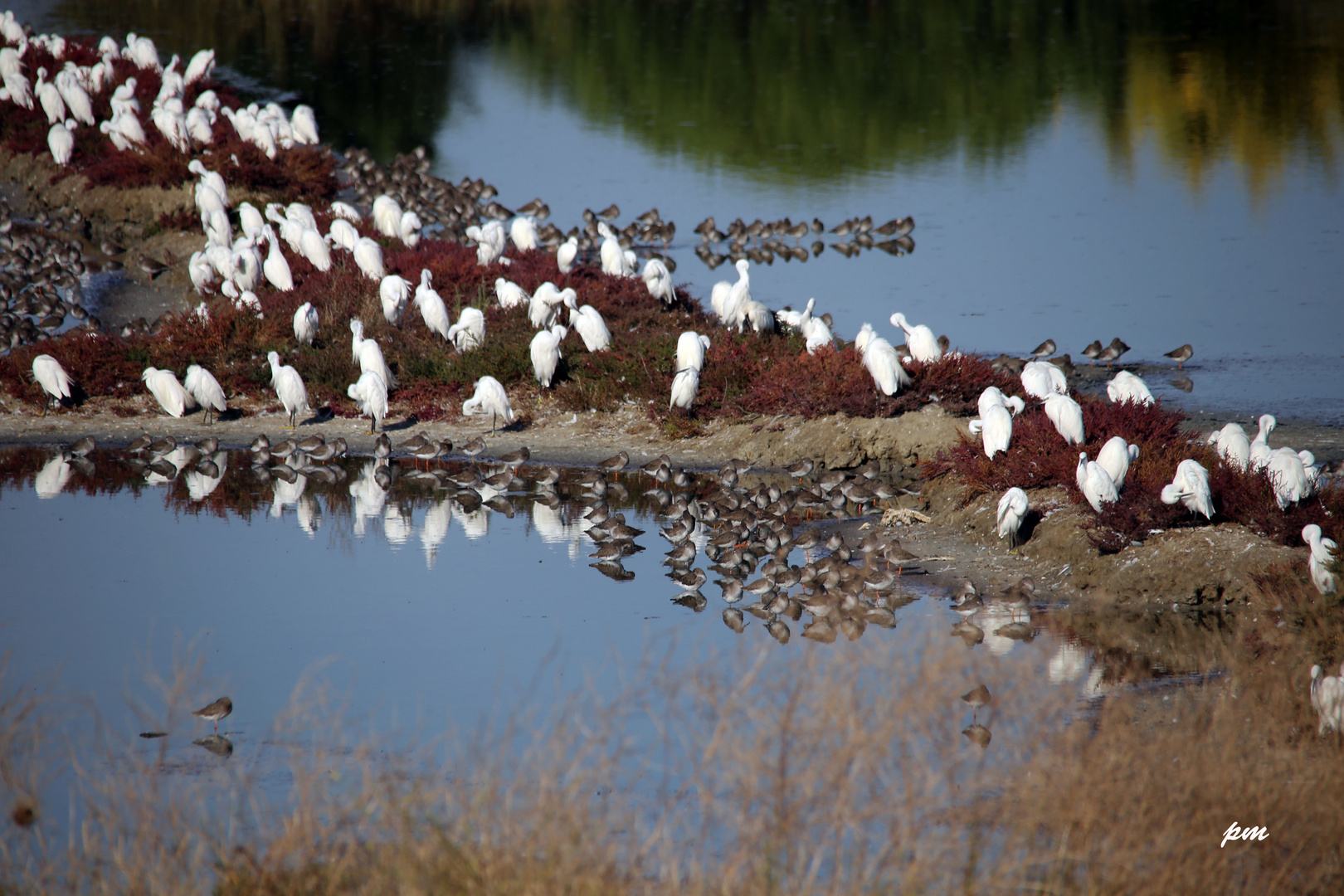 Concentration d'oiseaux