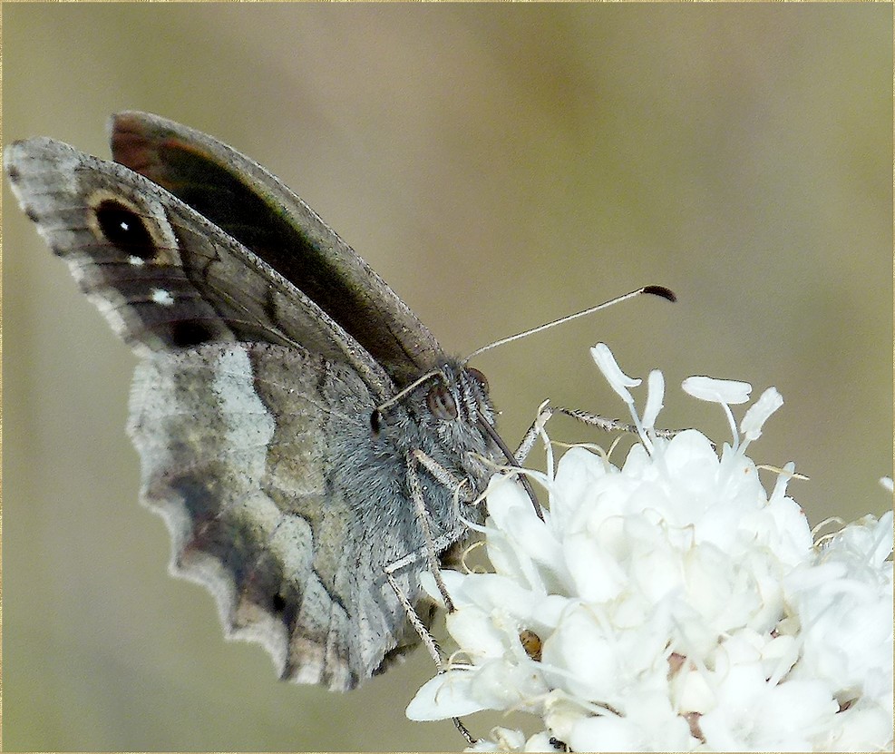 *concerto pour un papillon*