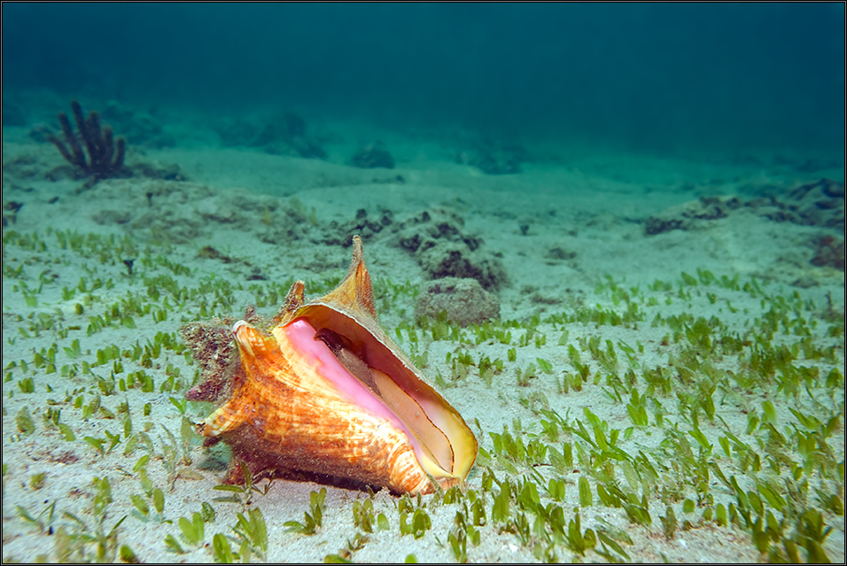 *Conch*