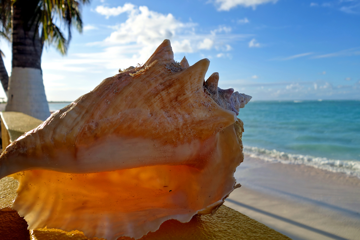 Conch am Strand