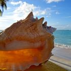 Conch am Strand