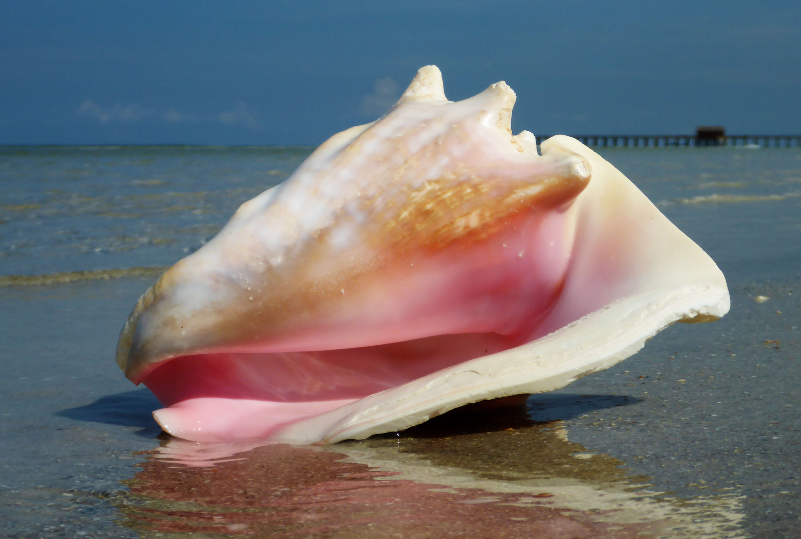 Conch