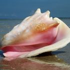 Conch