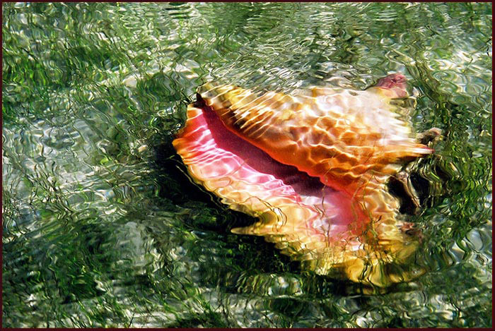 Conch in Shallow Water