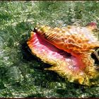 Conch in Shallow Water