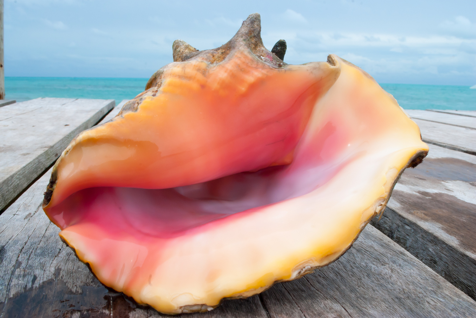 Conch Muschel