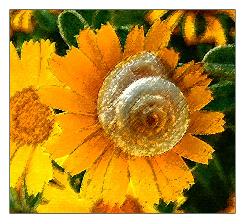 conch spiral