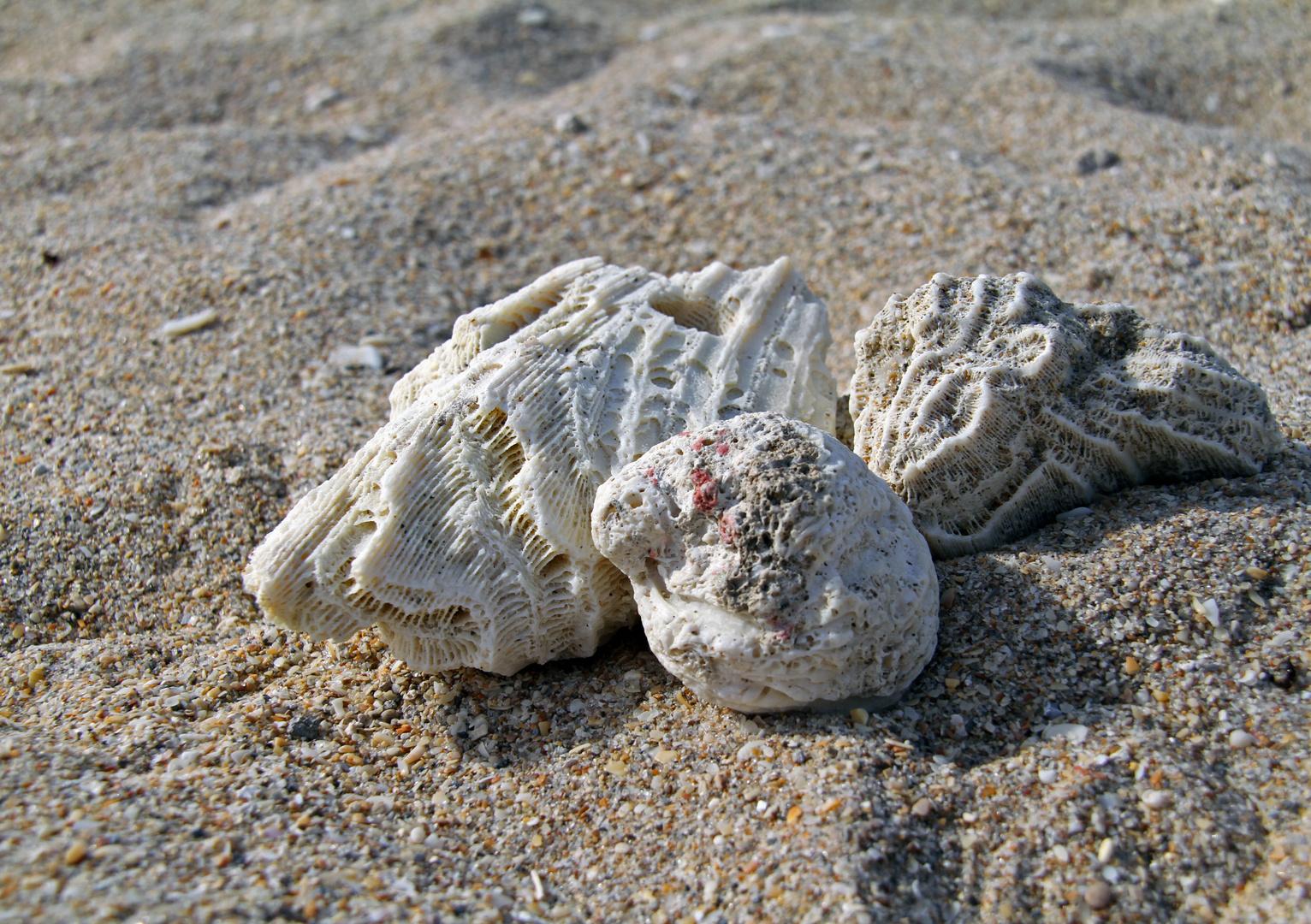 Conchas de Mar