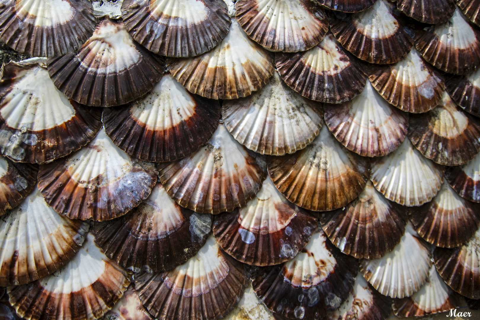 Conchas de vieira decorando una casa de pescador