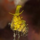 conchiglia gialla Epitonium billeeanum