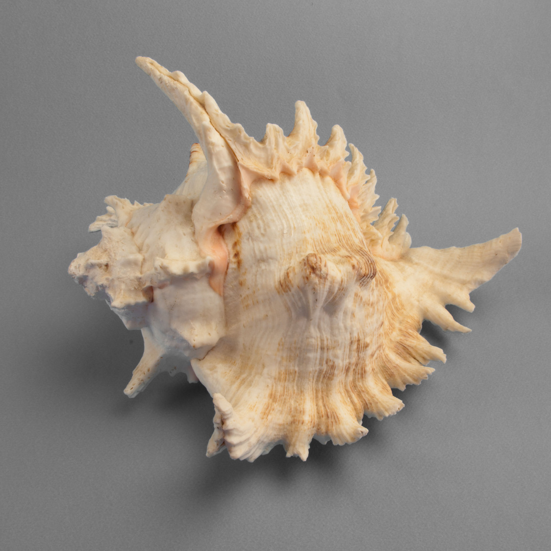 Conchiglia Sea Shell