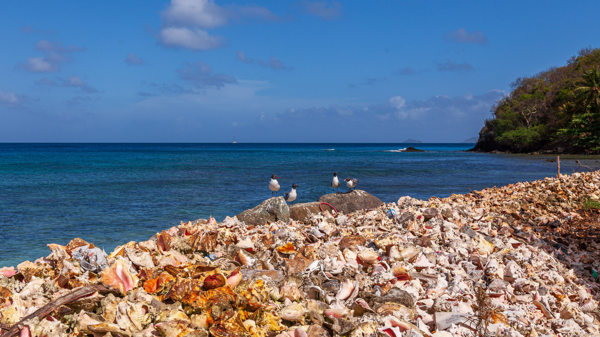 Conchs