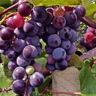 CONCORD,eine farbenfrohe Weinrebe,Ursprungsland USA