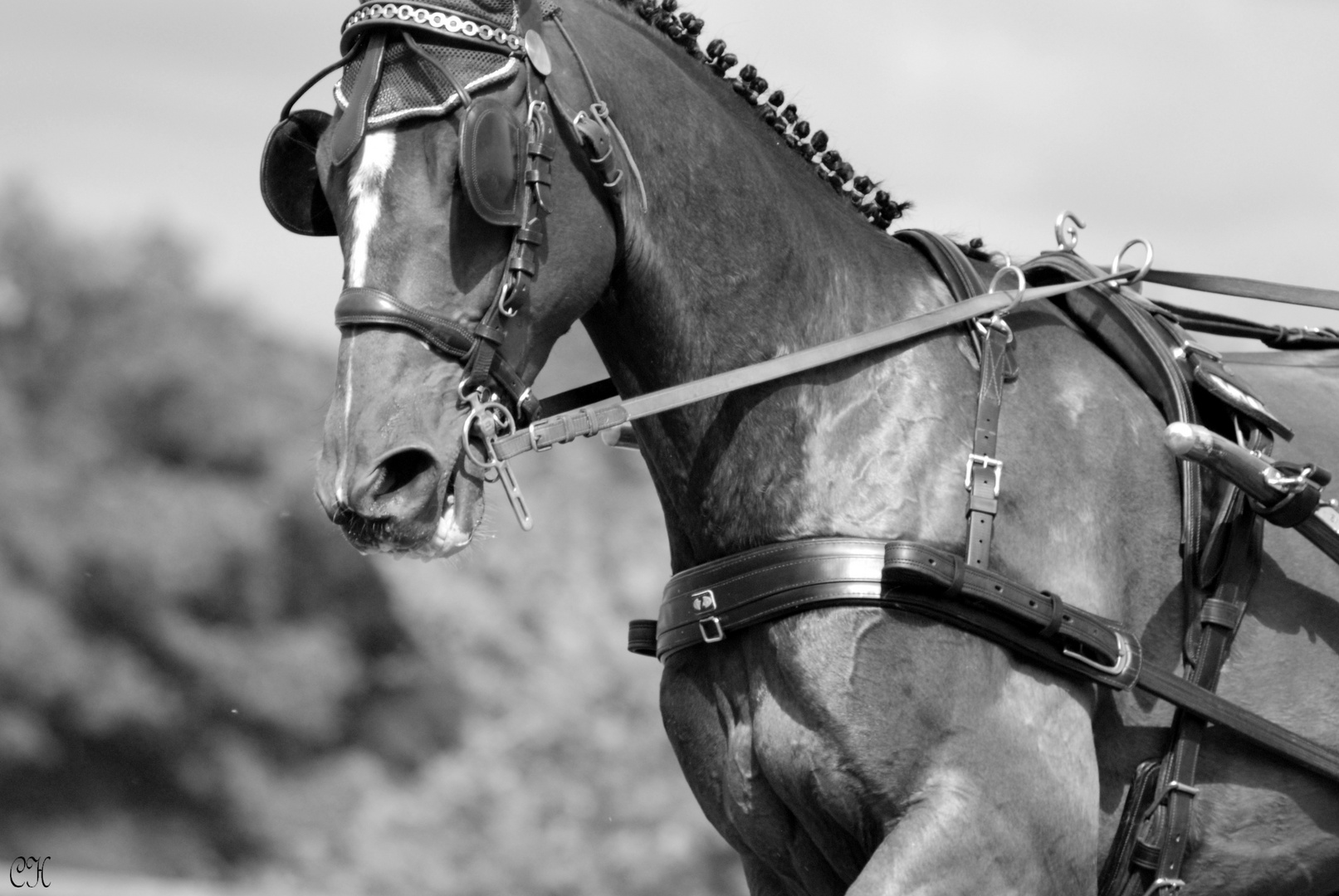 Concours de dressage attelé