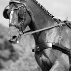 Concours de dressage attelé