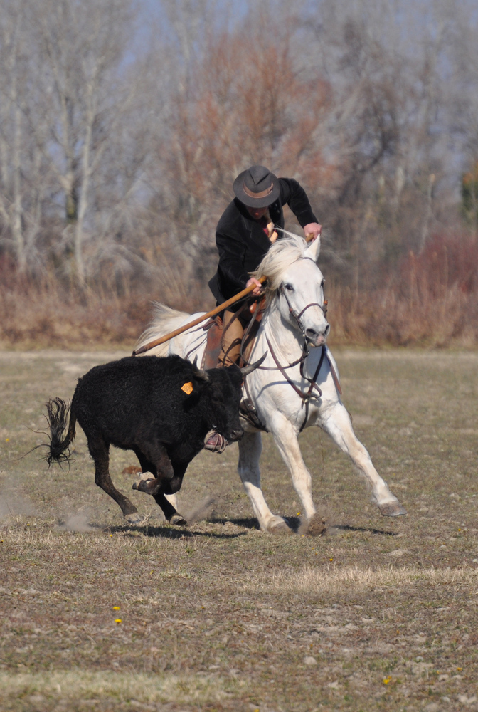 Concours de ferrade