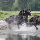 Concours international d'attelage à Conty (à côté d'Amiens) -1