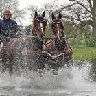 concours international d'attelage à Conty (à côté d'Amiens) - 2