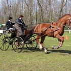 concours national d'attelage