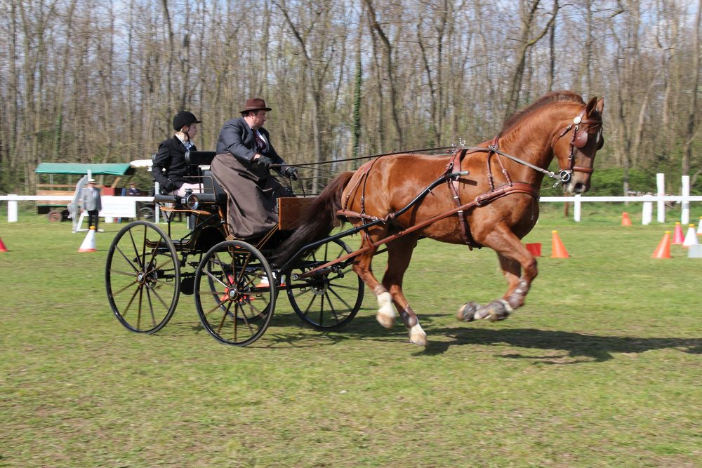 concours national d'attelage