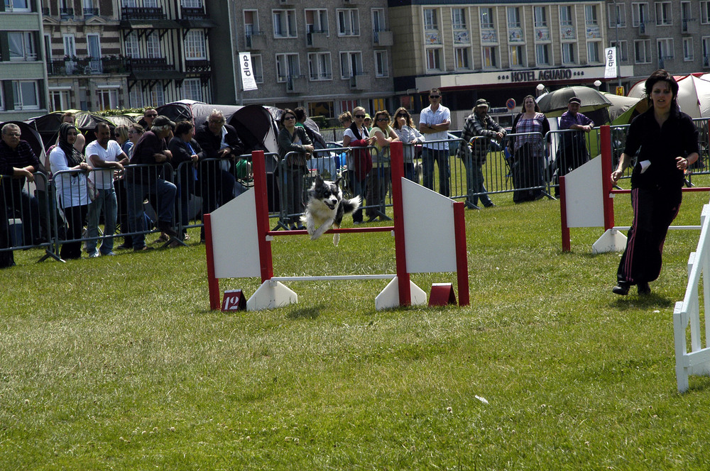 concours obstacle de chiens a dieppe!