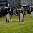 concours obstacle de chiens a dieppe!