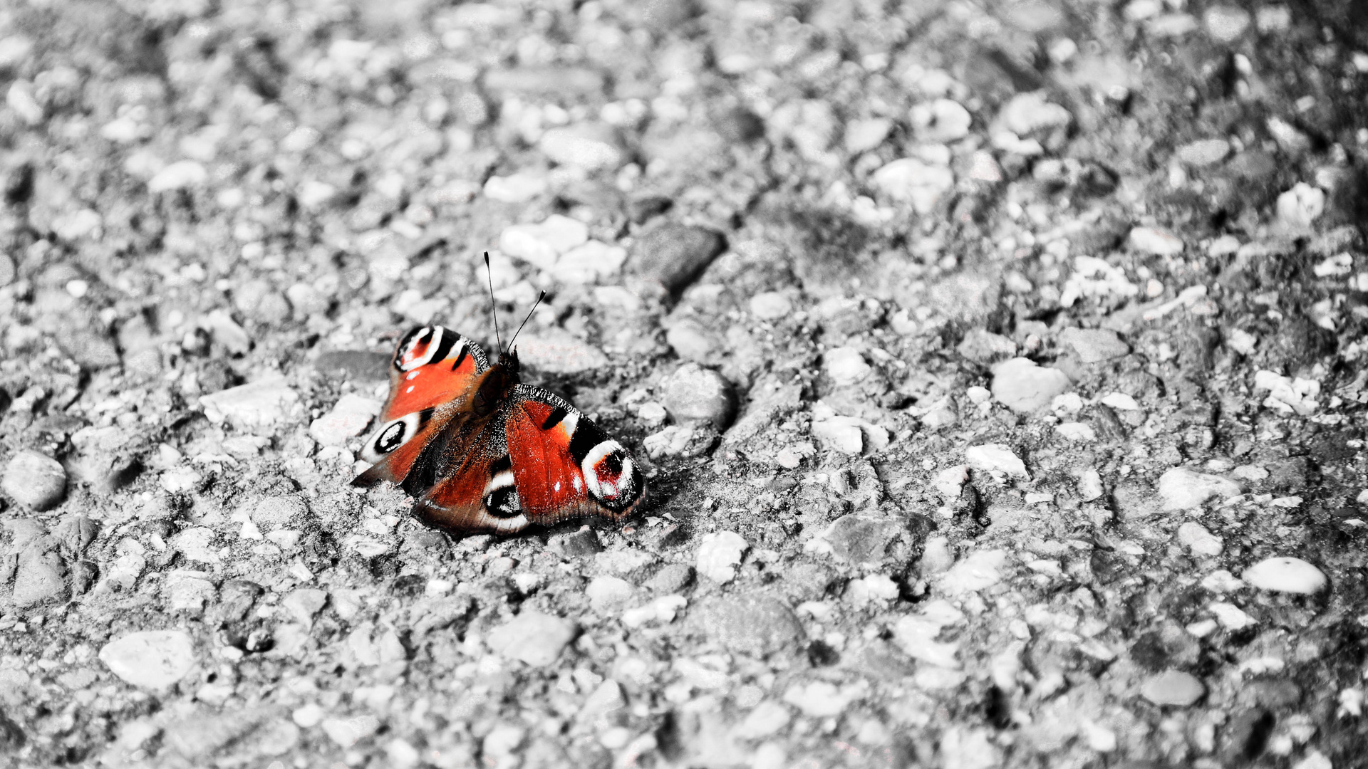 Concrete Butterfly