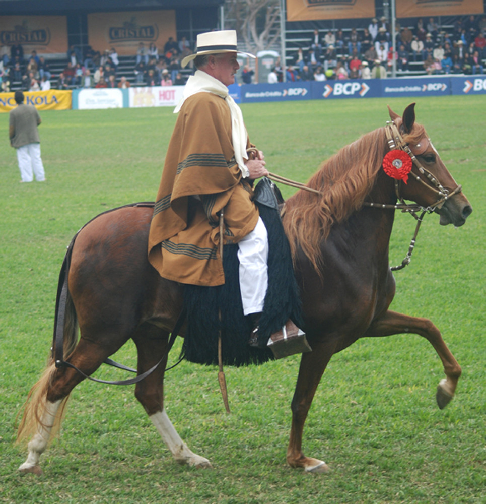 Concurso de caballos de paso Peruano.