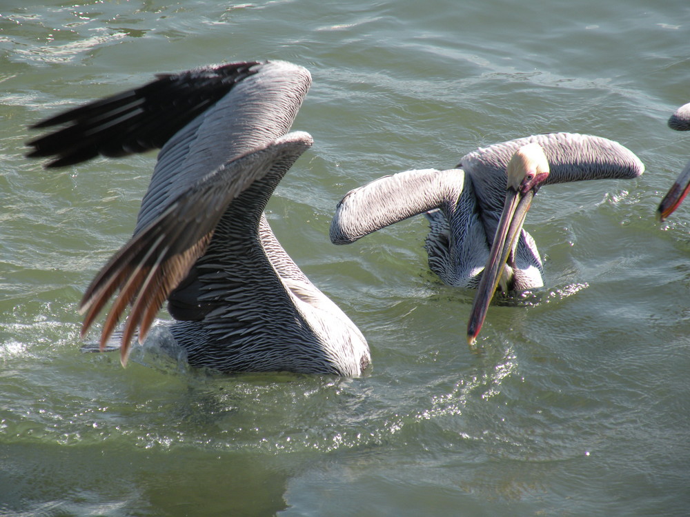 Concurso de Pesca...