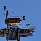 Condominiums for Purple Martins