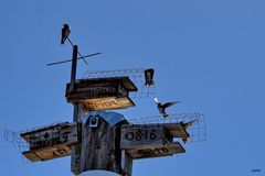 Condominiums for Purple Martins