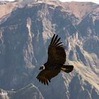 Condor