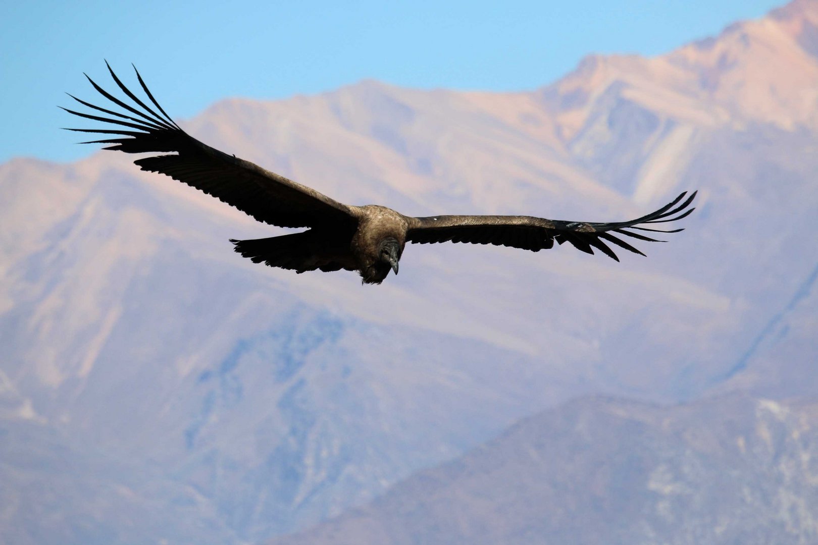 Condor