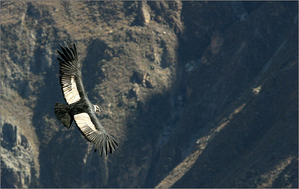 condor