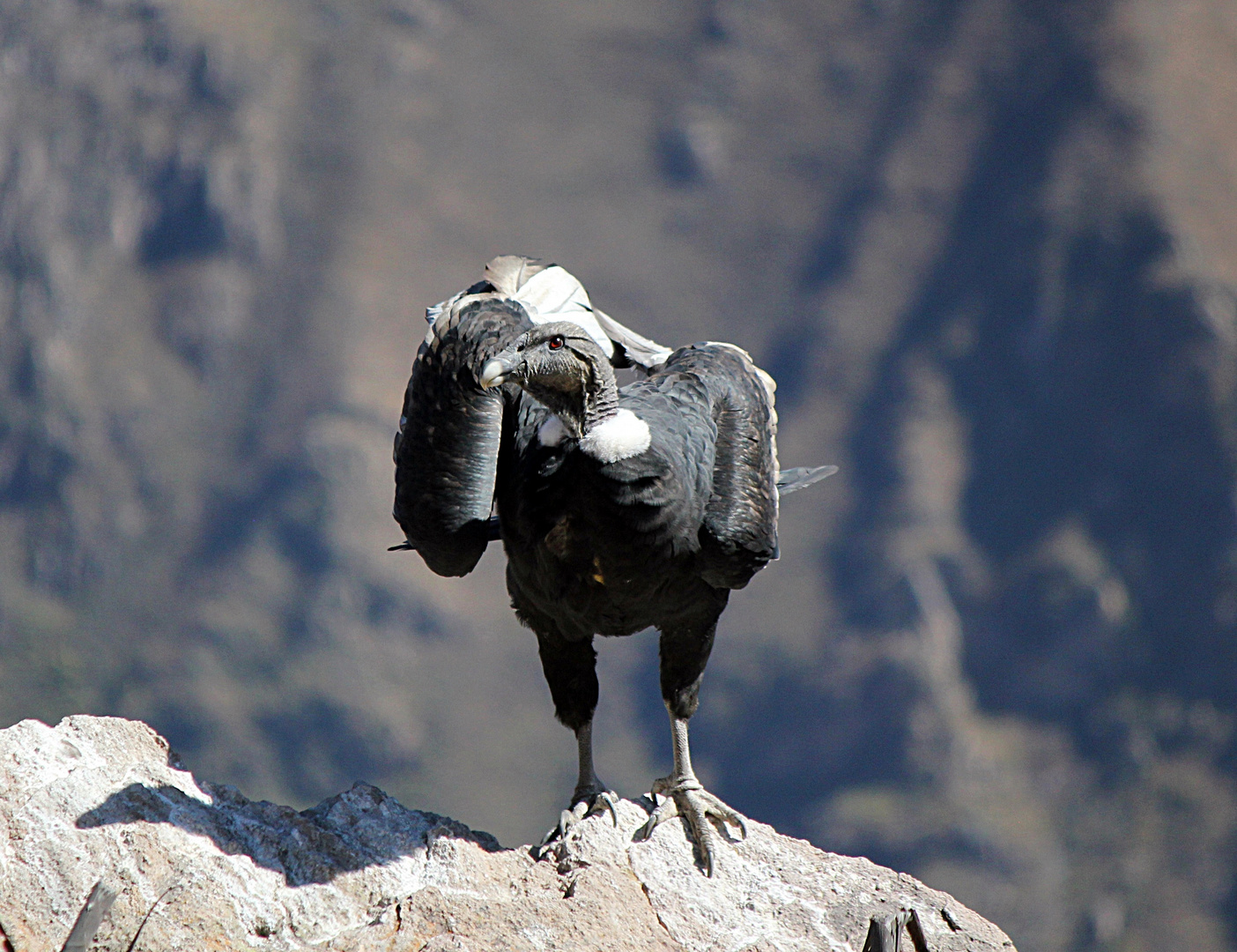 Condor