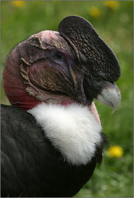 condor