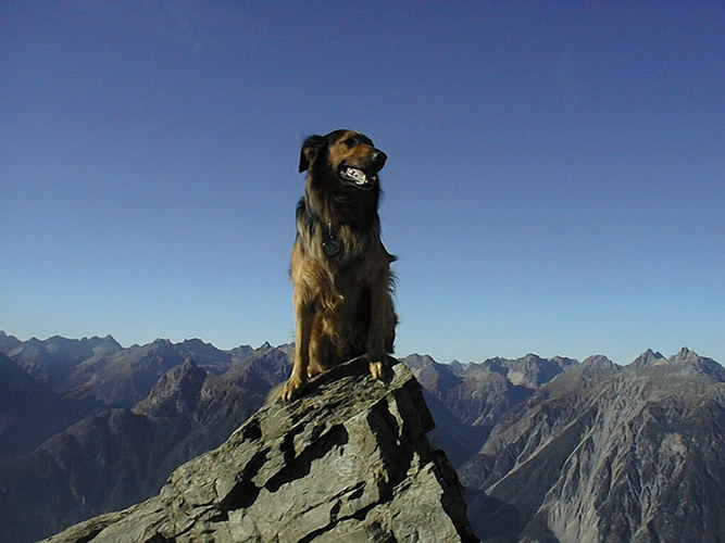 Condor am Gipfel