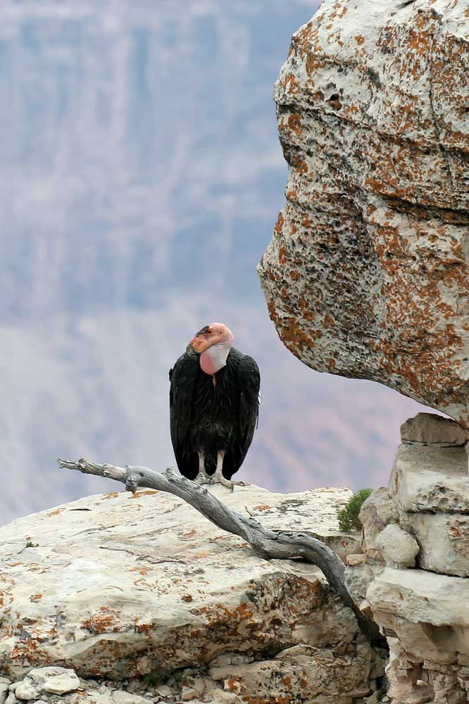 Condor am Grand Canyon (1)