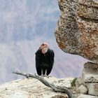 Condor am Grand Canyon (1)