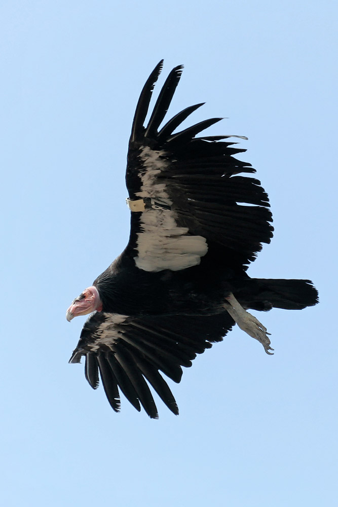 Condor am Grand Canyon (2)