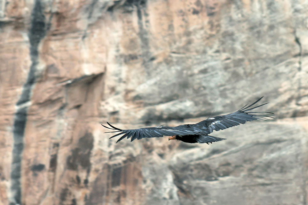 Condor am Grand Canyon (3)