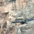 Condor am Grand Canyon (3)