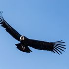 Condor