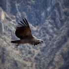 Condor