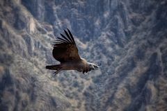 Condor