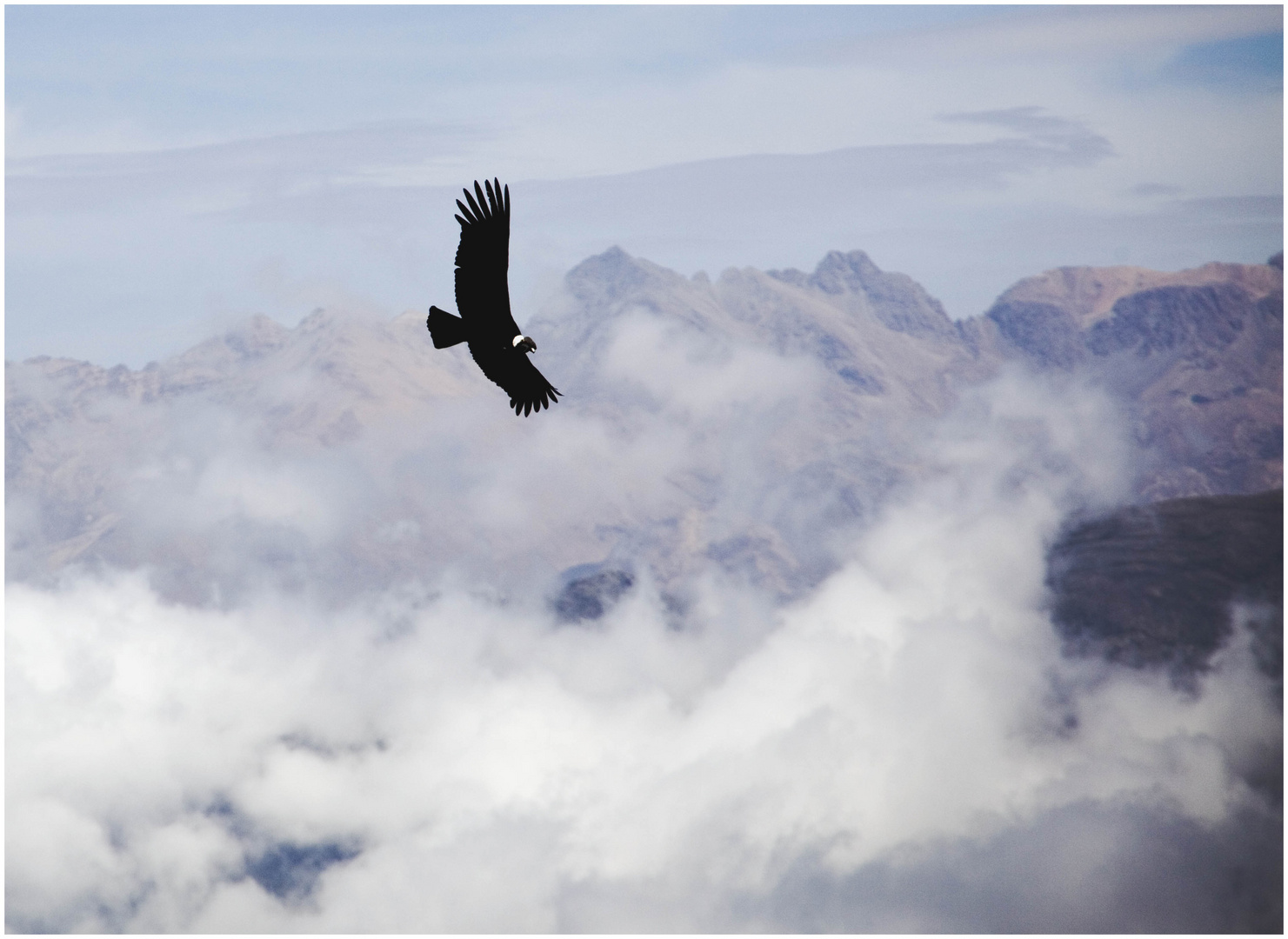 Condor Colca 2 klein